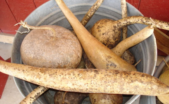 Bottle gourd dried shells Texas