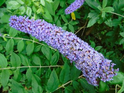 Butterfly bush