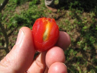 Peanut butter fruit