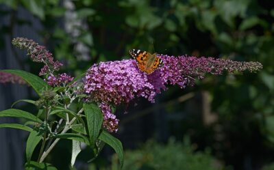 Butterfly bush