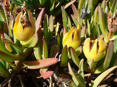 Hottentot fig