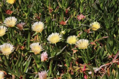 Hottentot fig