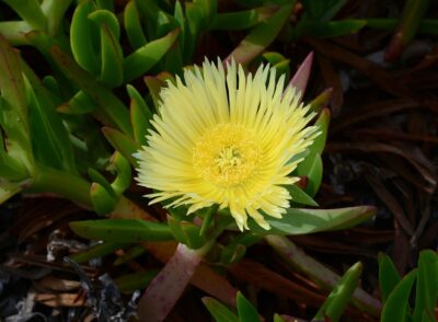 Flower of Hottentot fig