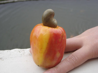 Cashew apple