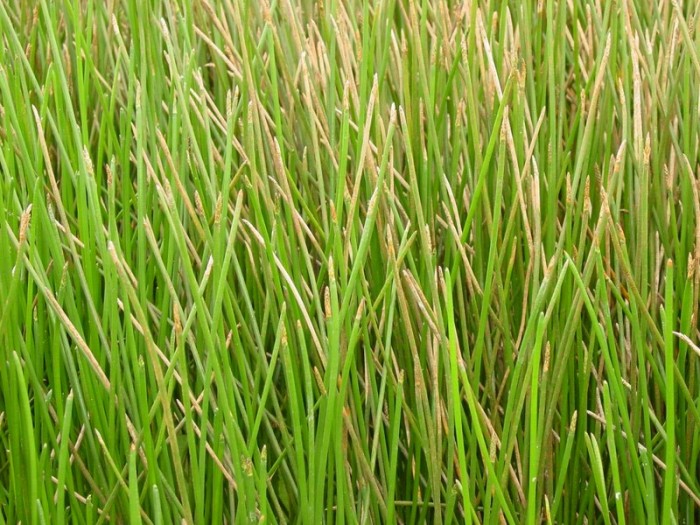 Chinese water chestnut World Crops Database