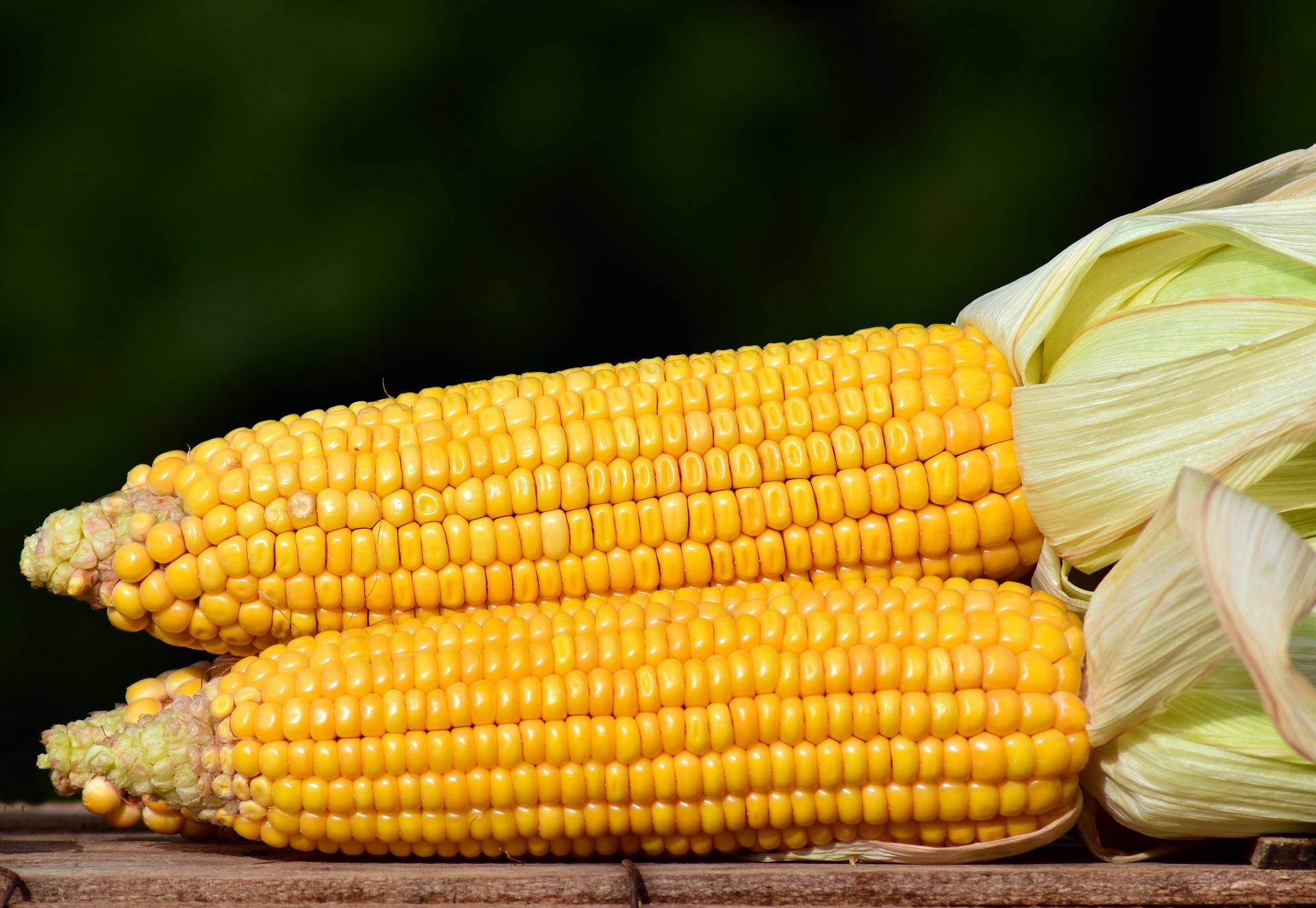 Maize Corn Zea Mays World Crops Database Cereals