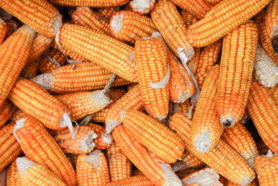 Corn or Maize