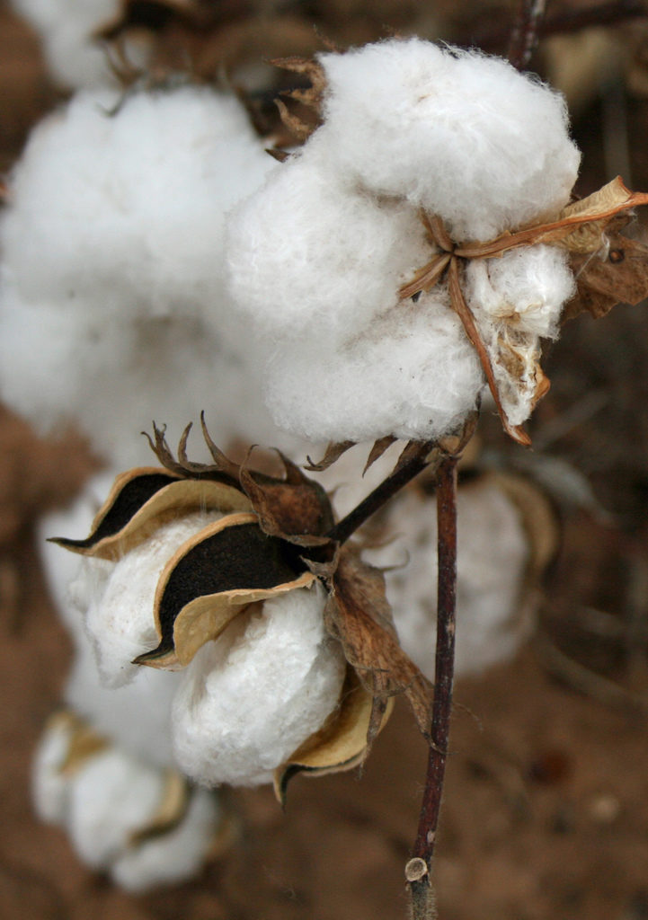 Cotton