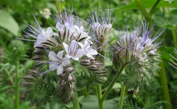 Cover crops - Phacelia tanacetifolia