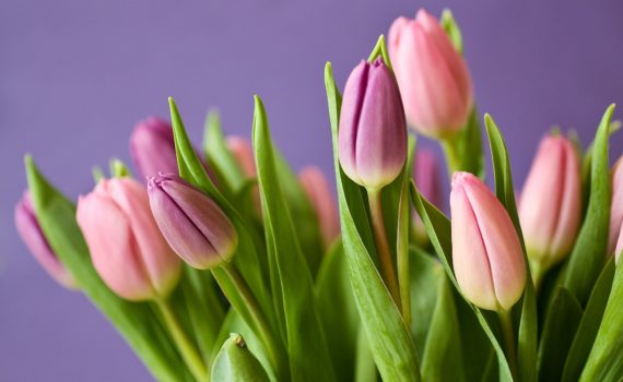 Cut flowers - Tulips