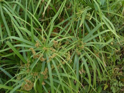 Cyperus_alternifolius-1 Umbrella papyrus