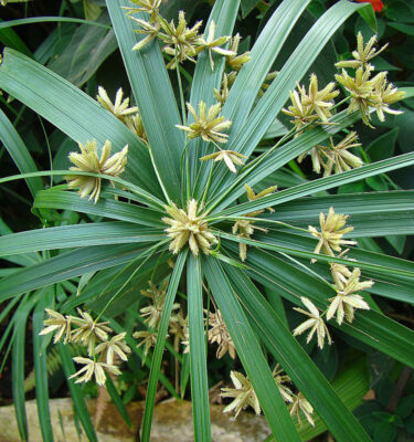 Cyperus alternifolius paraguitas Umbrella papyrus