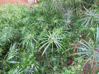 Cyperus_alternifolius_3 Umbrella papyrus