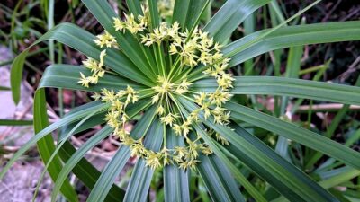 Cyperus_alternifolius_4 Umbrella papyrus