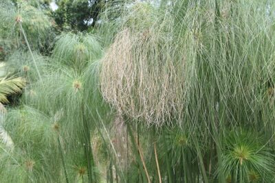 Papyrus plants