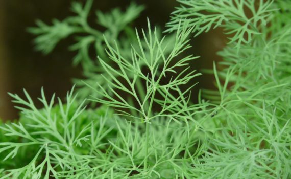 Dill leaves close-up