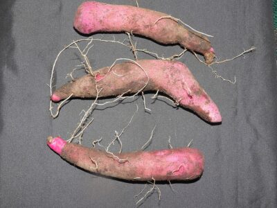 Purple yam