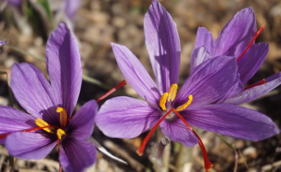 Dye crops - Saffron