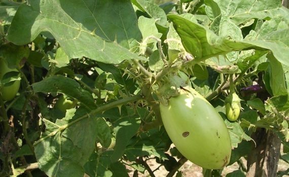Eggplant