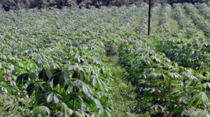 Energy crops - Cassava field