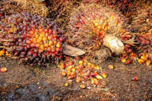 Energy crops - Oil palm fruits