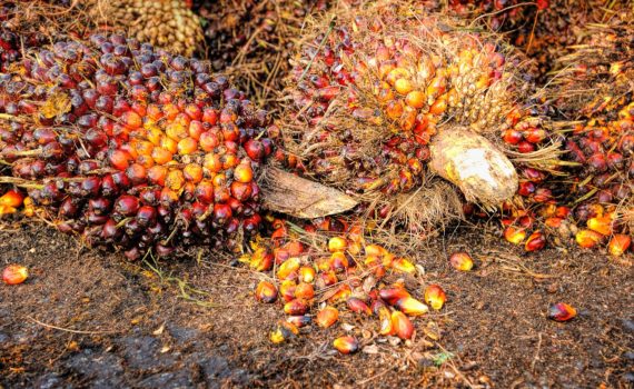 Energy crops - Oil palm fruits