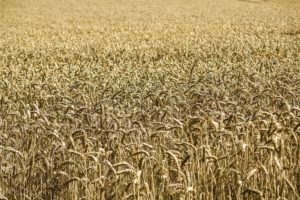 Energy crops - Wheat