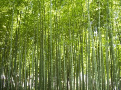 Erosion control - Bamboo can be used for erosion control