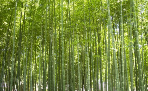 Erosion control - Bamboo can be used for erosion control