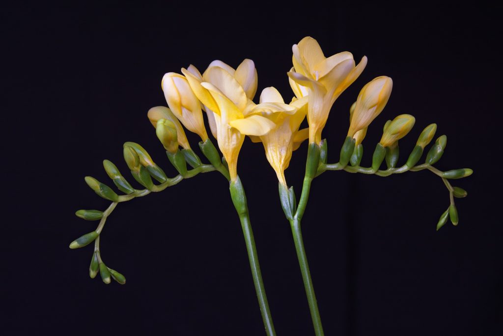 Essential oils - Freesia flowers