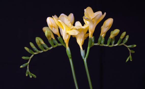 Essential oils - Freesia flowers