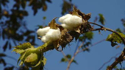 Fiber Crops - Cotton