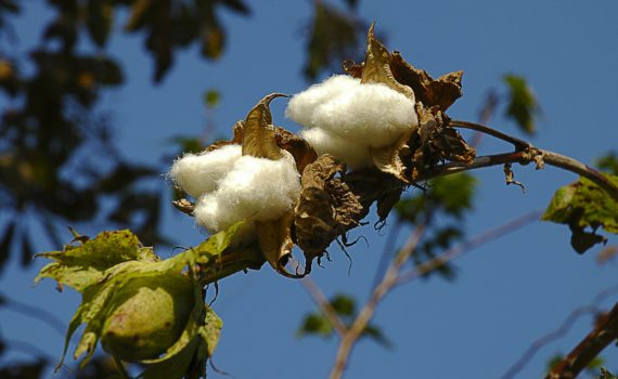Fiber Crops - Cotton