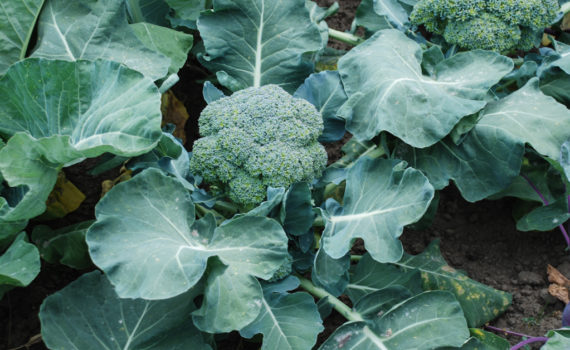Flower vegetables - Broccoli