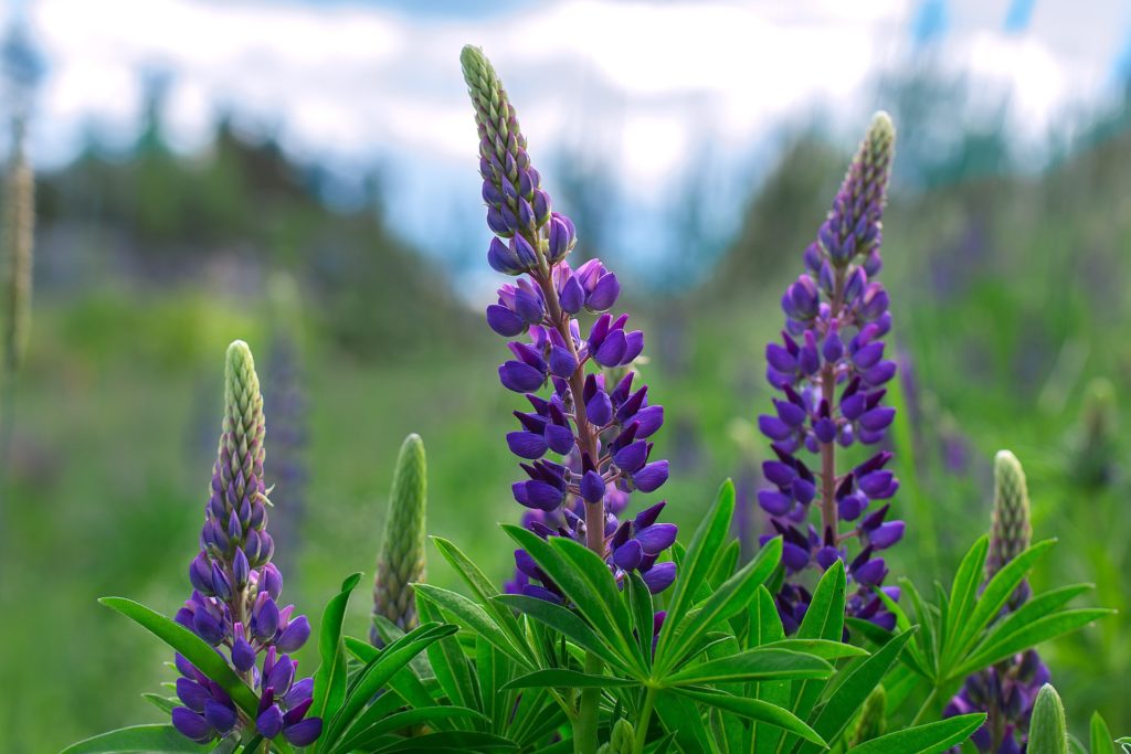 Forage and Fodder Crops - Lupine