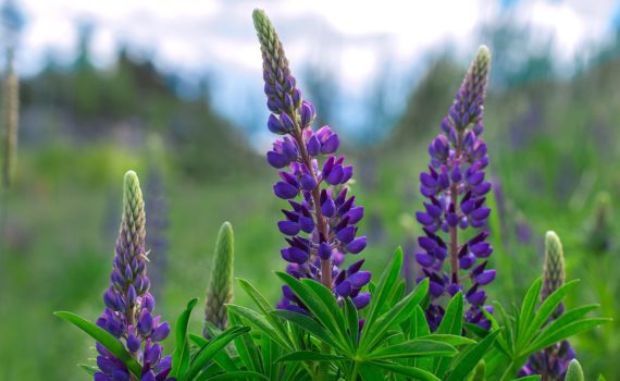 Forage and Fodder Crops - Lupine