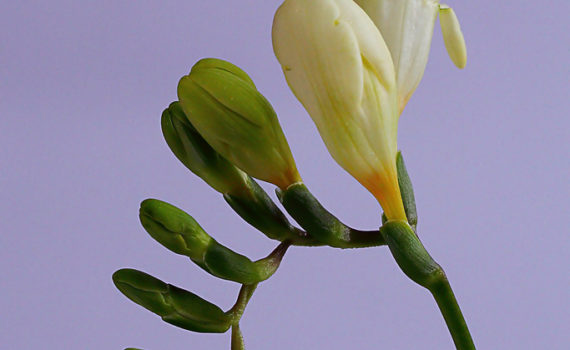 Freesia