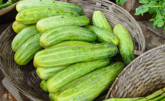 Fruit vegetables - Cucumber