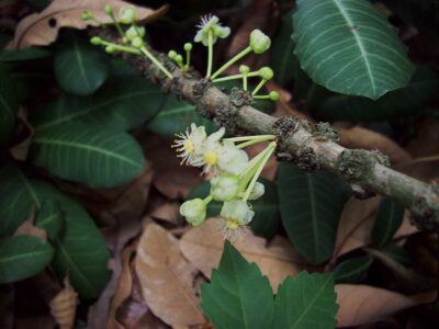 Flowers of African mangosteen