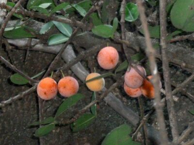 Fruits of African mangosteen
