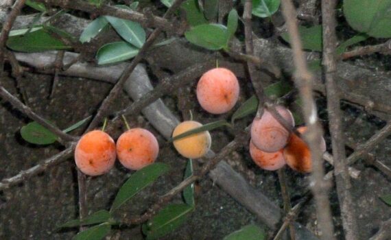 Fruits of African mangosteen