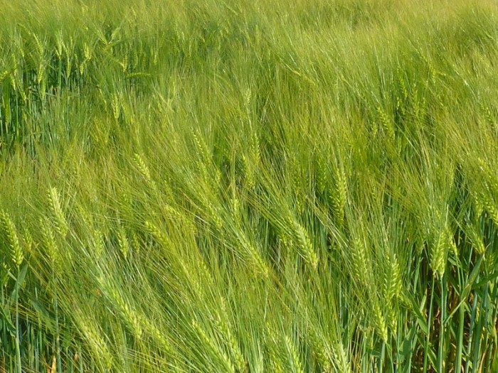 Cereals Archives World Crops Database