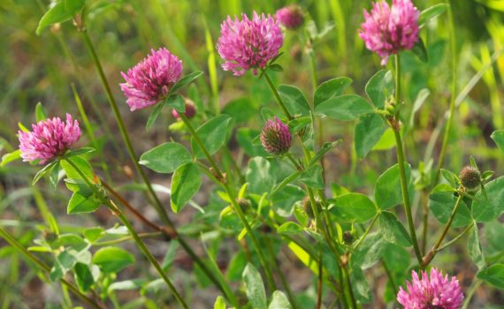Green manure - Red clover