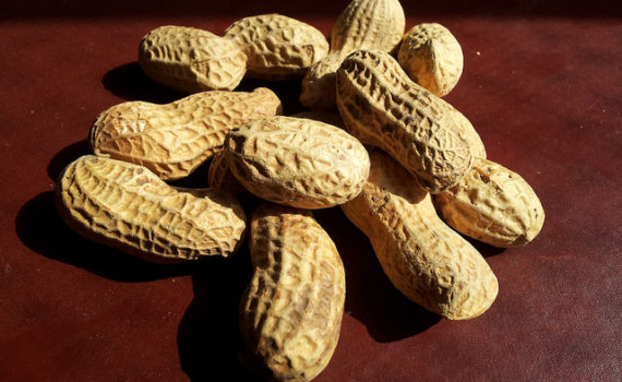 Groundnut
