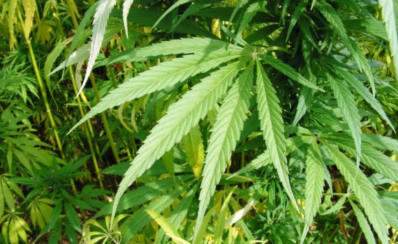 Hemp leaf