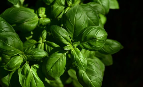 Herbs - Basil