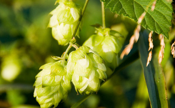 Hop flowers