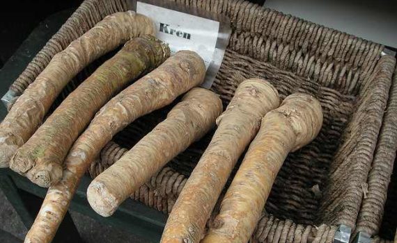 Horseradish