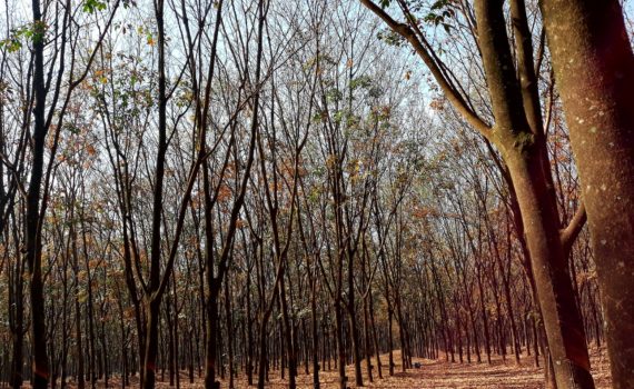 Industrial crops - Rubber tree