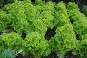 Leaf vegetable: Lettuce